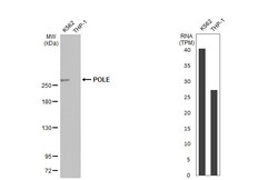 Invitrogen POLE Recombinant Rabbit Monoclonal Antibody (HL2150) 100 &mu;L;