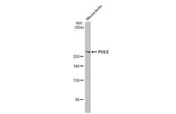 Invitrogen POLE Recombinant Rabbit Monoclonal Antibody (HL2150) 100 &mu;L;