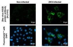 Invitrogen Zika Virus NS2B Recombinant Rabbit Monoclonal Antibody (HL2151) 100 &mu;L | Buy Online | Invitrogen&trade; | Fisher Scientific