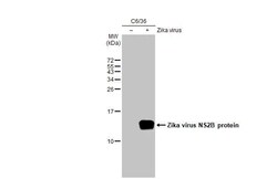 Invitrogen Zika Virus NS2B Recombinant Rabbit Monoclonal Antibody (HL2151) 100 &mu;L | Buy Online | Invitrogen&trade; | Fisher Scientific