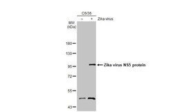 Invitrogen Zika Virus NS5 Recombinant Rabbit Monoclonal Antibody (HL2154)