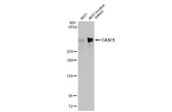 Invitrogen&trade;&nbsp;Casc5 Recombinant Rabbit Monoclonal Antibody (HL2158)