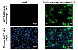 Invitrogen&trade;&nbsp;Firefly luciferase Recombinant Rabbit Monoclonal Antibody (HL2164)