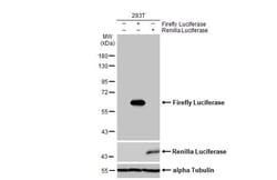 Invitrogen Firefly luciferase Recombinant Rabbit Monoclonal Antibody (HL2164) 100 &mu;L | Buy Online | Invitrogen&trade; | Fisher Scientific