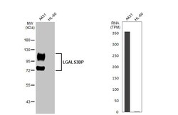 Invitrogen LGALS3BP Recombinant Rabbit Monoclonal Antibody (HL2168) 100 &mu;L | Buy Online | Invitrogen&trade; | Fisher Scientific