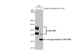 Invitrogen LGALS3BP Recombinant Rabbit Monoclonal Antibody (HL2168) 100 &mu;L | Buy Online | Invitrogen&trade; | Fisher Scientific