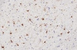 Invitrogen IBA1 Recombinant Mouse Monoclonal Antibody (HL1880-MS) 100 &mu;L;