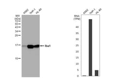 Invitrogen IBA1 Recombinant Mouse Monoclonal Antibody (HL1880-MS) 100 &mu;L;