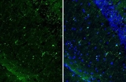 Invitrogen IBA1 Recombinant Rat Monoclonal Antibody (HL1880-RT) 100 &mu;L;
