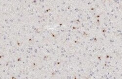 Invitrogen IBA1 Recombinant Rat Monoclonal Antibody (HL1880-RT) 100 &mu;L;