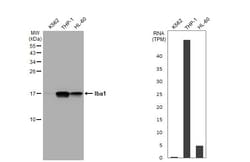 Invitrogen IBA1 Recombinant Rat Monoclonal Antibody (HL1880-RT) 100 &mu;L;