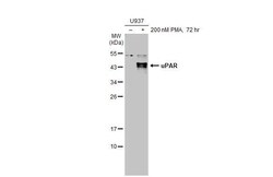 Invitrogen uPAR Recombinant Rabbit Monoclonal Antibody (HL2169) 100 &mu;L | Buy Online | Invitrogen&trade; | Fisher Scientific