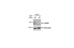 Invitrogen uPAR Recombinant Rabbit Monoclonal Antibody (HL2169) 100 &mu;L | Buy Online | Invitrogen&trade; | Fisher Scientific