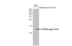 Invitrogen CXCL13 Recombinant Rabbit Monoclonal Antibody (HL2172) 100 &mu;L | Buy Online | Invitrogen&trade; | Fisher Scientific