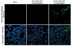 Invitrogen Norovirus VP1 Recombinant Rabbit Monoclonal Antibody (HL2177) 100 &mu;L | Buy Online | Invitrogen&trade; | Fisher Scientific