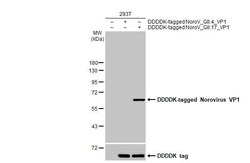Invitrogen Norovirus VP1 Recombinant Rabbit Monoclonal Antibody (HL2177) 100 &mu;L | Buy Online | Invitrogen&trade; | Fisher Scientific