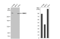 Invitrogen WNK1 Recombinant Rabbit Monoclonal Antibody (HL2184) 100 &mu;L;