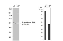 Invitrogen WARS Recombinant Rabbit Monoclonal Antibody (HL2186) 100 &mu;L | Buy Online | Invitrogen&trade; | Fisher Scientific