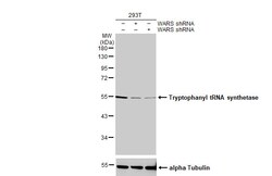 Invitrogen WARS Recombinant Rabbit Monoclonal Antibody (HL2186) 100 &mu;L | Buy Online | Invitrogen&trade; | Fisher Scientific