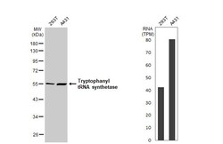 Invitrogen WARS Recombinant Rabbit Monoclonal Antibody (HL2186) 100 &mu;L | Buy Online | Invitrogen&trade; | Fisher Scientific