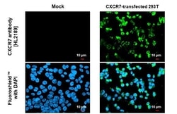 Invitrogen CXCR7 Recombinant Rabbit Monoclonal Antibody (HL2189) 100 &mu;L;