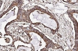 Invitrogen CXCR7 Recombinant Rabbit Monoclonal Antibody (HL2189) 100 &mu;L;