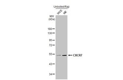 Invitrogen CXCR7 Recombinant Rabbit Monoclonal Antibody (HL2189) 100 &mu;L;