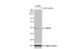 Invitrogen CXCR7 Recombinant Rabbit Monoclonal Antibody (HL2189) 100 &mu;L;