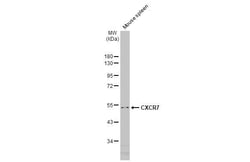 Invitrogen CXCR7 Recombinant Rabbit Monoclonal Antibody (HL2189) 100 &mu;L;