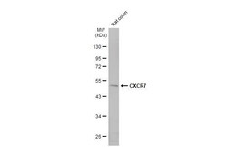 Invitrogen CXCR7 Recombinant Rabbit Monoclonal Antibody (HL2189) 100 &mu;L;