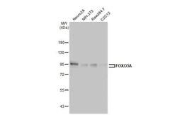 Invitrogen FOXO3A Recombinant Rabbit Monoclonal Antibody (HL2190) 100 &mu;L;