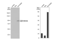 Invitrogen FOXO3A Recombinant Rabbit Monoclonal Antibody (HL2190) 100 &mu;L;