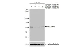 Invitrogen FOXO3A Recombinant Rabbit Monoclonal Antibody (HL2190) 100 &mu;L;