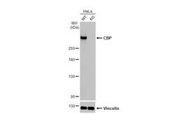 Invitrogen CBP Recombinant Rabbit Monoclonal Antibody (HL2197) 100 &mu;L;