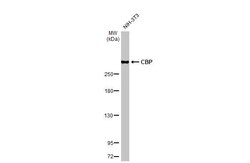 Invitrogen CBP Recombinant Rabbit Monoclonal Antibody (HL2197) 100 &mu;L;
