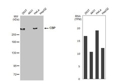 Invitrogen CBP Recombinant Rabbit Monoclonal Antibody (HL2197) 100 &mu;L;