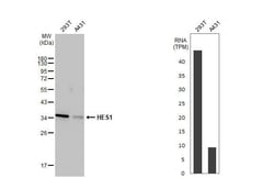 Invitrogen HES1 Recombinant Rabbit Monoclonal Antibody (HL2198) 100 &mu;L | Buy Online | Invitrogen&trade; | Fisher Scientific