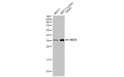 Invitrogen HES1 Recombinant Rabbit Monoclonal Antibody (HL2198) 100 &mu;L | Buy Online | Invitrogen&trade; | Fisher Scientific