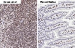Invitrogen RUNX1 Recombinant Rabbit Monoclonal Antibody (HL2211) 100 &mu;L;