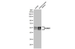 Invitrogen RUNX1 Recombinant Rabbit Monoclonal Antibody (HL2211) 100 &mu;L;