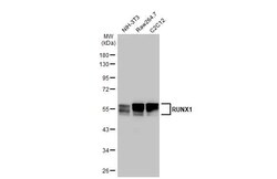 Invitrogen RUNX1 Recombinant Rabbit Monoclonal Antibody (HL2211) 100 &mu;L;