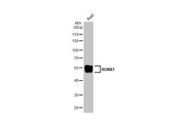 Invitrogen RUNX1 Recombinant Rabbit Monoclonal Antibody (HL2211) 100 &mu;L;