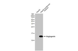 Invitrogen Angiogenin Recombinant Rabbit Monoclonal Antibody (HL2215) 100