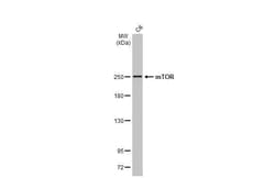Invitrogen mTOR Recombinant Rabbit Monoclonal Antibody (HL2217) 100 &mu;L | Buy Online | Invitrogen&trade; | Fisher Scientific