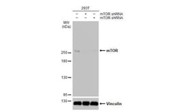 Invitrogen mTOR Recombinant Rabbit Monoclonal Antibody (HL2217) 100 &mu;L | Buy Online | Invitrogen&trade; | Fisher Scientific