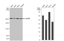 Invitrogen mTOR Recombinant Rabbit Monoclonal Antibody (HL2217) 100 &mu;L | Buy Online | Invitrogen&trade; | Fisher Scientific