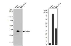 Invitrogen RelB Recombinant Rabbit Monoclonal Antibody (HL2222) 100 &mu;L;