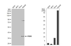 Invitrogen FN3K Recombinant Rabbit Monoclonal Antibody (HL2223) 100 &mu;L | Buy Online | Invitrogen&trade; | Fisher Scientific