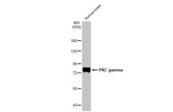 Invitrogen PKC gamma Recombinant Rabbit Monoclonal Antibody (HL2226) 100