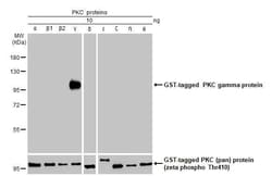 Invitrogen PKC gamma Recombinant Rabbit Monoclonal Antibody (HL2226) 100